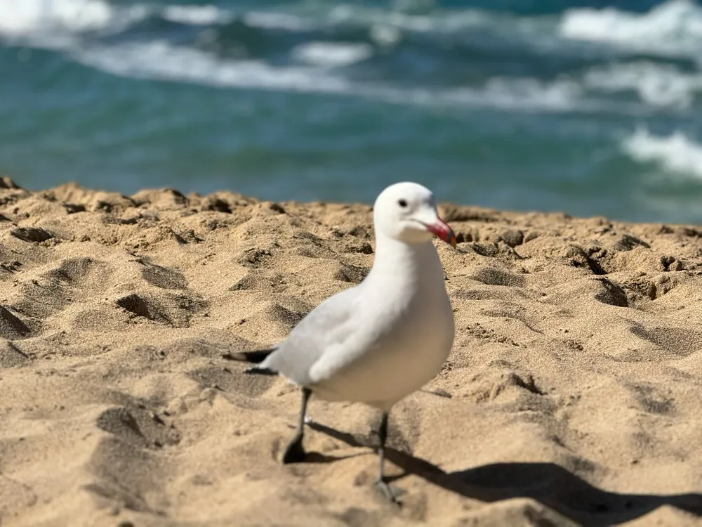 Möwe am Sandstrand der Cala Comte vor der Brandung